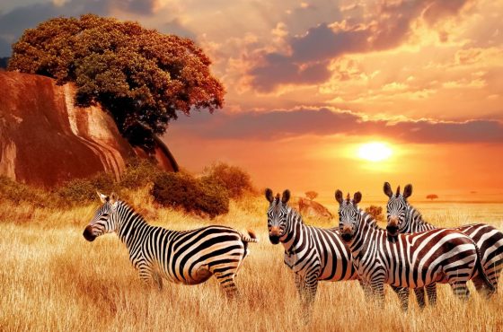 Maasai Mara 2 nights 3 days