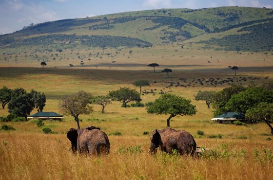 4 days Naivasha, Maasai Mara Tour